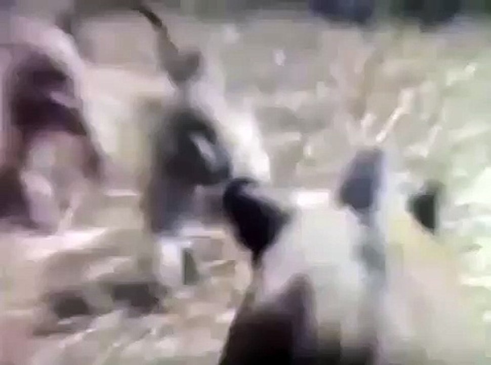 Funny video