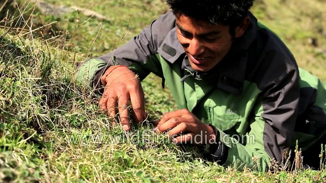 Cordyceps sinensis - the magical caterpillar-fungus that everyone seeks from the Himalaya