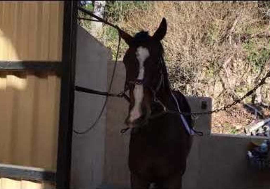 Quit Horsing Around! Horse Makes Funny Shapes With Nose