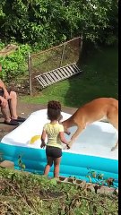 Cette fillette joue avec un faon dans sa piscine gonflable !