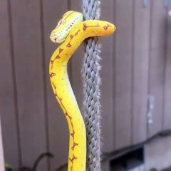 Meilleur gymnaste ! Ce serpent a une technique impressionnante pour monter à la corde !