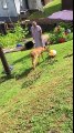 Ce faon joue avec une famille dans le jardin à ramener un ballon !