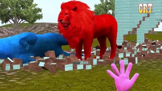 Red Lion Vs Blue Bear Finger Family Song For Kids || Animals Colourful Colours || Cartoon