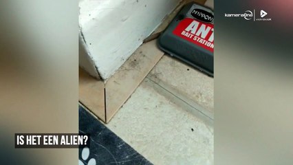 Rattenstaartlarve: wat is dit nu weer?!