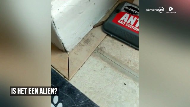 Rattenstaartlarve: wat is dit nu weer?!