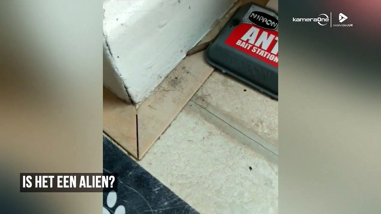 Rattenstaartlarve: wat is dit nu weer?!