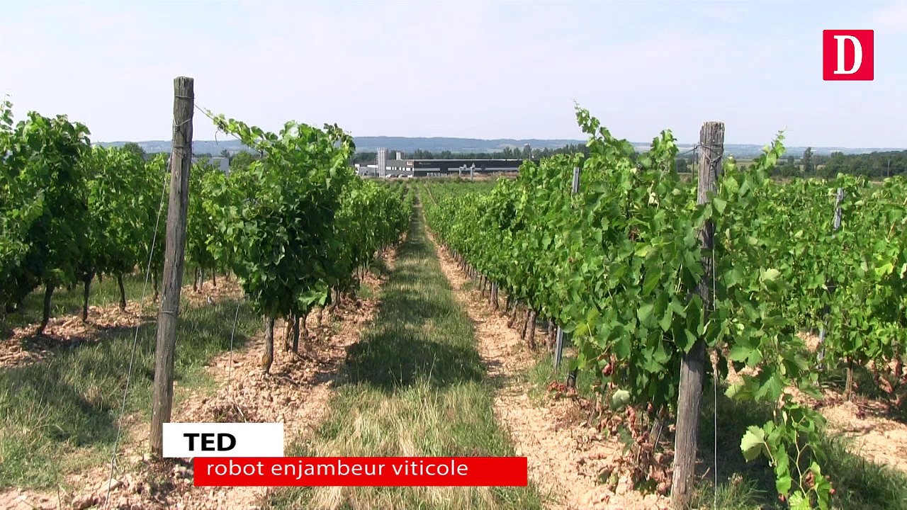 TED, le robot enjambeur viticole