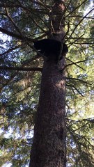 Bear Dances in Tree