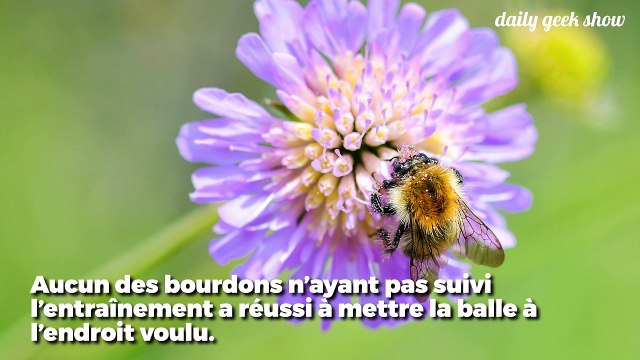 Les abeilles ont des capacités d'apprentissage excellentes, cette expérience le prouve