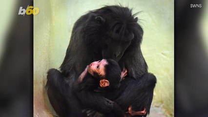 Watch as Adorable Baby Monkey Takes His Very First Steps