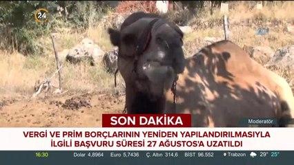 Güreşçi deve satışa çıkarıldı