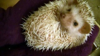 CUTE Baby Hedgehog
