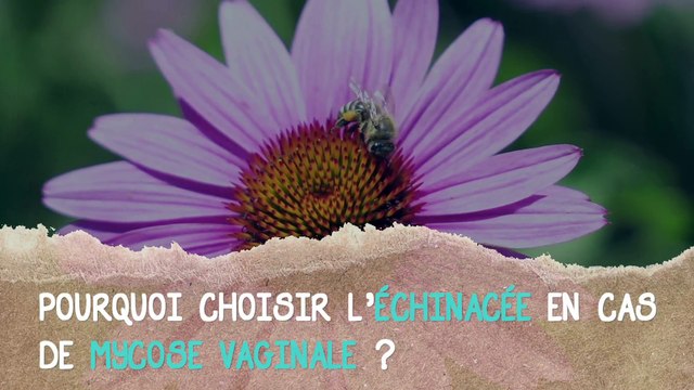L'échinacée contre les mycoses vaginales