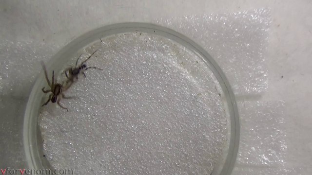Wolf Spider vs White Tailed Spider 2