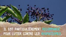 Le sureau contre les rhumatismes