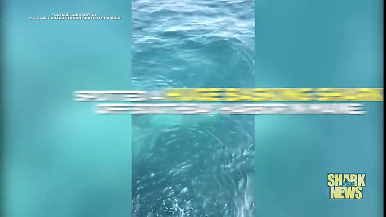 The_U.S._Coast_Guard__Shark_News