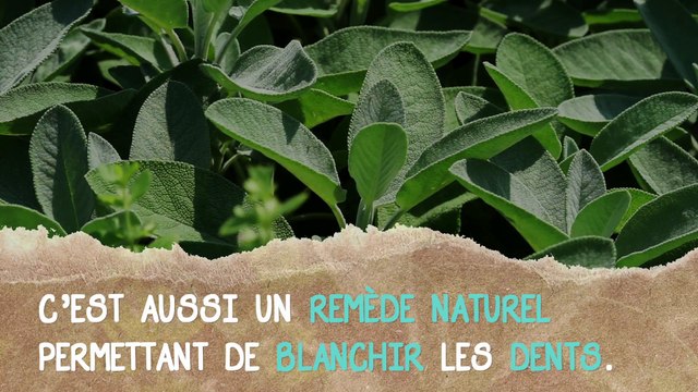 La sauge pour blanchir les dents