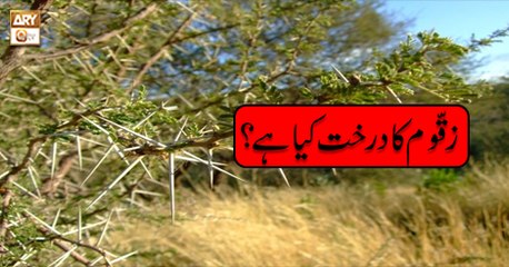 Al-Hadi - 31st July 2018 - ARY Qtv