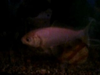 Les dents de l'aquarium