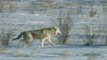 Cold Warriors - Wolves vs Buffalo - Animal Documentary 2018