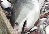 Rhode Island Fishing Crew Catch and Release Great White Shark