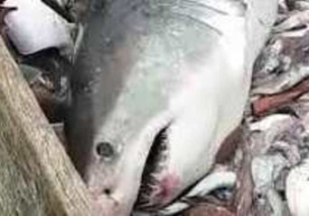 Download Video: Rhode Island Fishing Crew Catch and Release Great White Shark