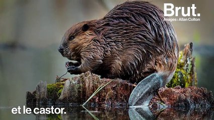 Savez-vous ce qu’est un lièvre de Patagonie ?