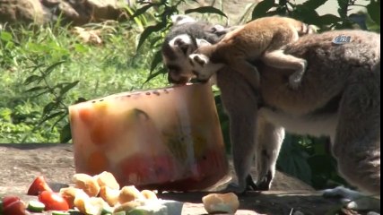 Lemurların Yavru Sevinci