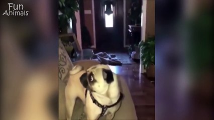 Try Not To Laugh Challenge - Funny Animals Vines compilation 2018