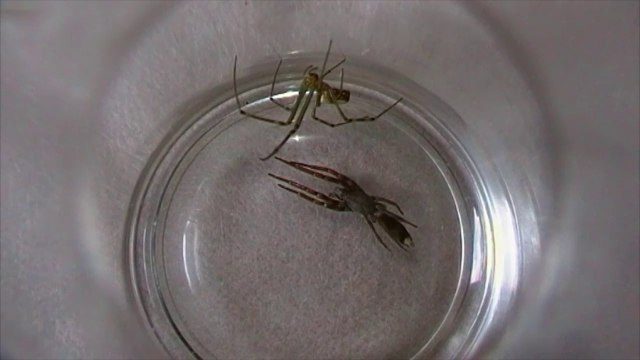 Leucauge Spider vs Huge White Tailed Spider