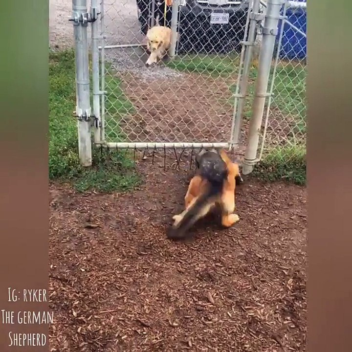 Cachorros melhores amigos não irão deixar que a cerca do parque se atrevesse em seu caminho