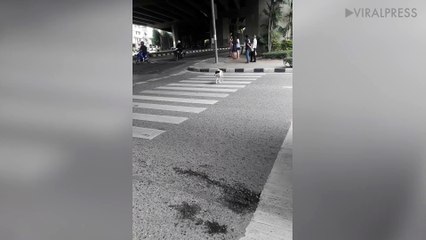 Stray Dog Using Zebra Crossing