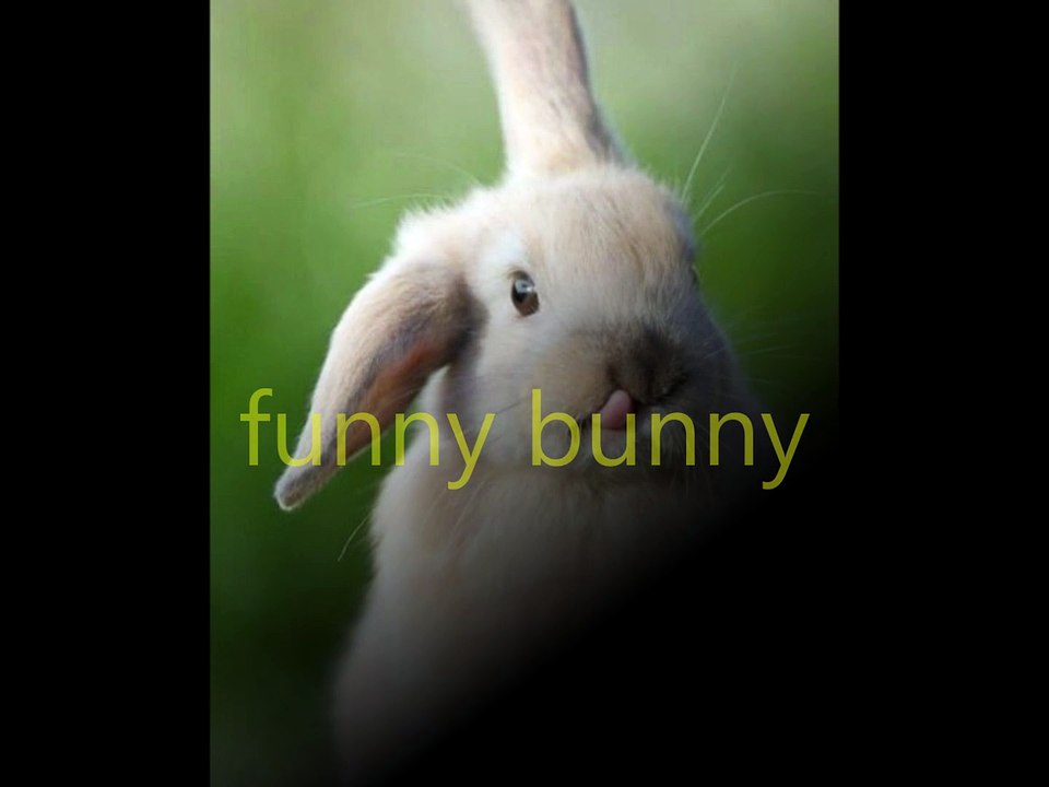 funny bunny