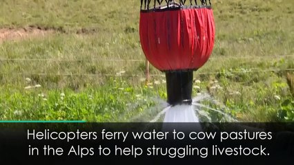 Swiss helicopters help thirsty livestock in the Alps