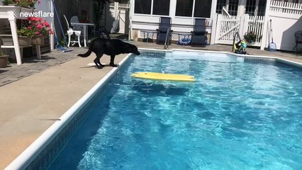 Dog fetches ball from pool – without getting wet