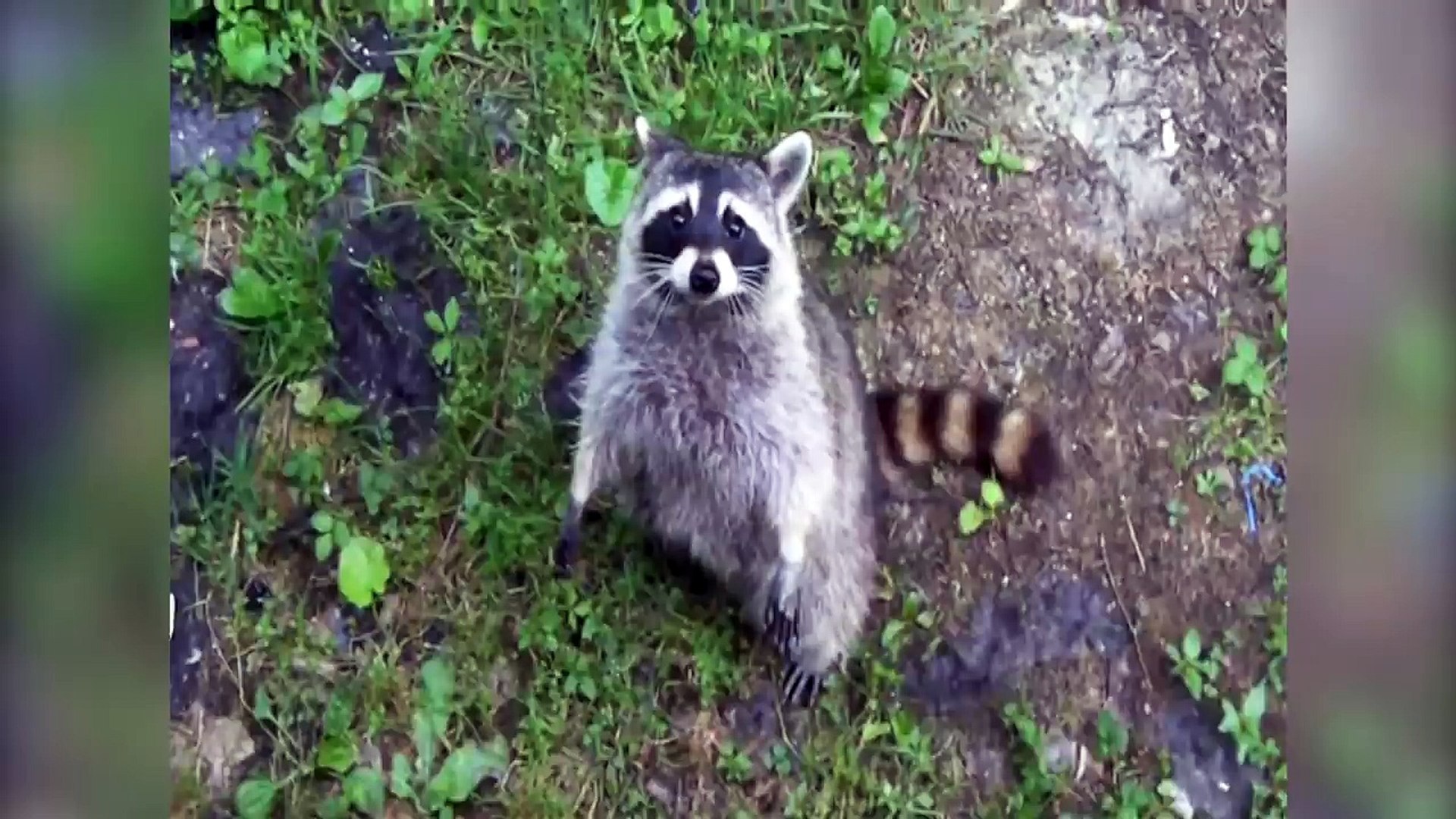 RACCOON STEALS DEER'S FOOD & MORE Funny Raccoon Videos of 2016 | Funny Pet Videos