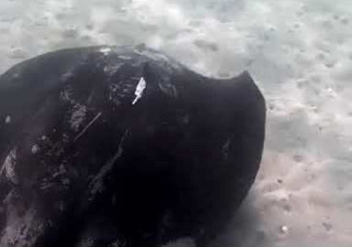 Diver Witnesses Plastic Caught on Majestic Stingray Along the Sea Floor