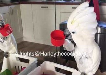 Cockatoo Spots Own Reflection, Falls in Love With Herself All Over Again
