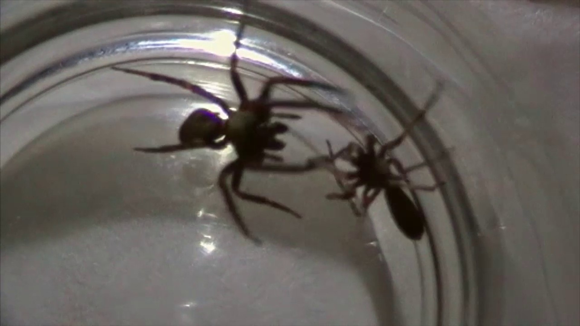 White Tailed Spider vs Black House Spider