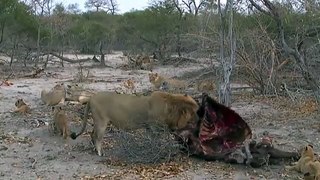 Safari Live Videos--sunrise- Aug 23, 2016 Nkhuma, all 8 cubs and 2 BB have a picnic