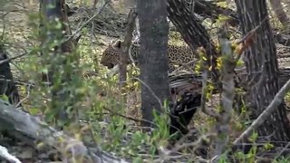 Safari Live-Sept 28, 2016- Karula is a VERY clever girl.