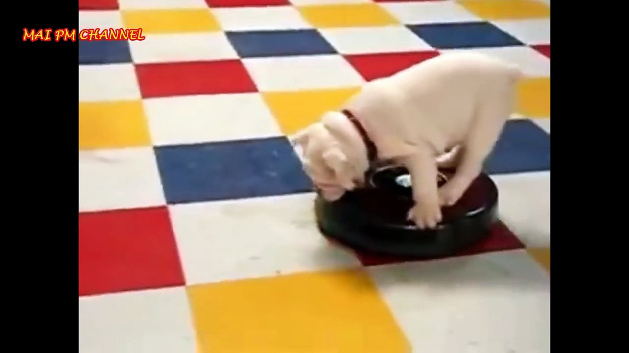 Cutest English BullDog Puppies Compilation new Funny Dogs Vine