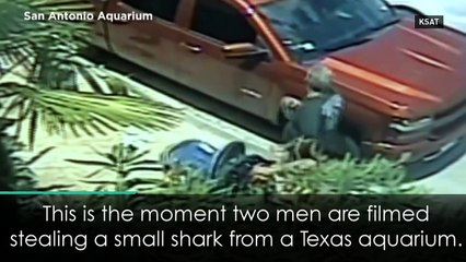 Thieves snatch shark from Texas aquarium