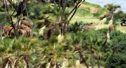 Nature  039 s Great Race S01  E01 Elephants - Part 03