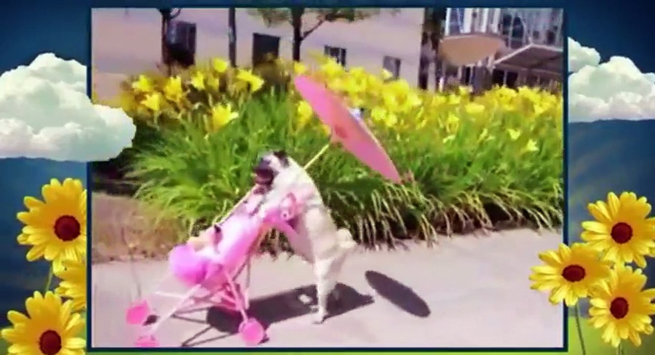 America Cutest S01xxE03 America s Cutest Dog - Part 01