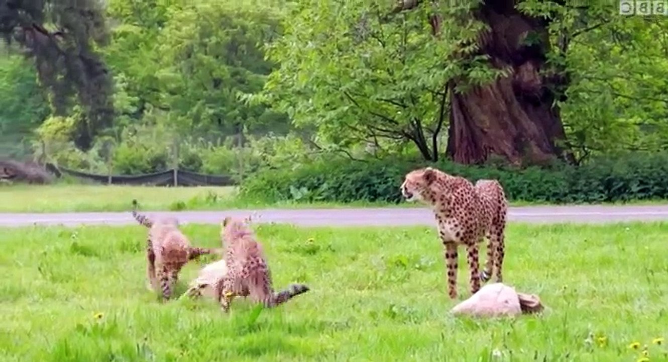 Animal Park  UK  S12xxE02 Summer Special 2017 E 2 - Part 02