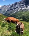 No wonder swiss cows are happier than other cows