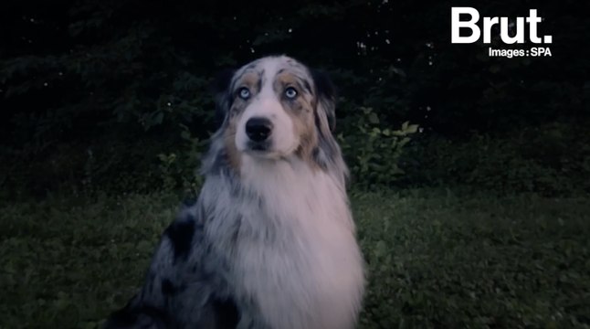 1 animal sera abandonné toutes les 3 minutes cet été