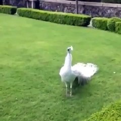 the most beautiful white peacock opening feathers