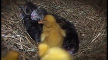 Chatons et Poussins jouent ensemble !! Incroyable mais vrai !